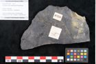 Foto (Objekt + Etikett) von Cupanites novae zeelandiae Ettingshausen (NHMW-GEO-2024-0188-10250)